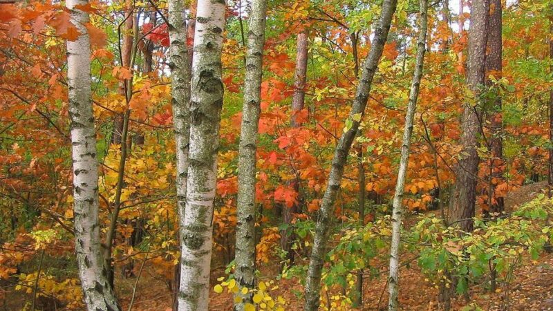 Salon Poezji: “Cień babiego lata”